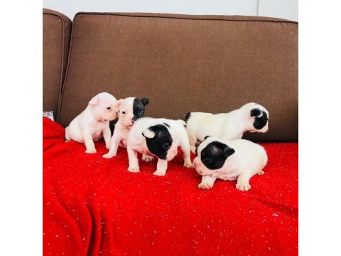 French bulldog yavruları