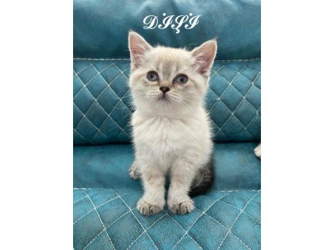 British shorthair blue point