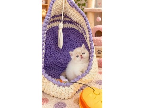 Safkan cream white exotic shorthair bebeğimiz