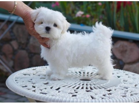 Maltipoo dilber yeni ailesini arıyor