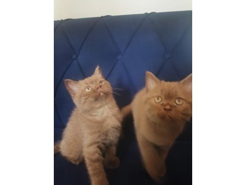 British shorthair nadir cins cinnamon