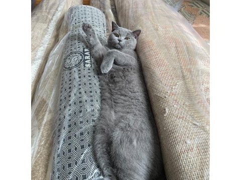 8 aylık british shorthair erkeğimize eş arıyoruz