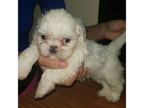 Maltese köpeği yavrular