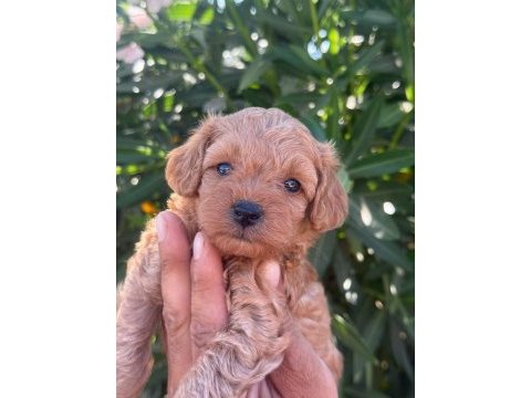 Sevgıyle buyuyen maltipoo yavrularımız