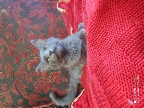 Güzeller güzeli bir kızınız olsun russian blue
