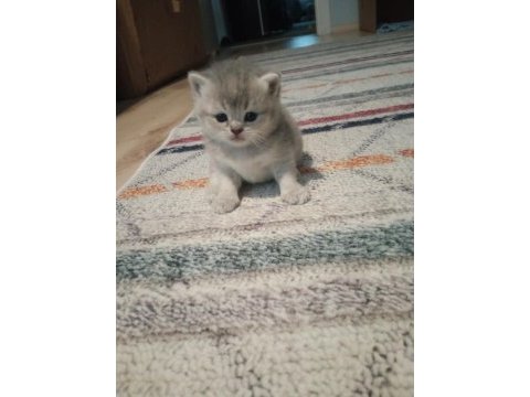British shorthair kediler
