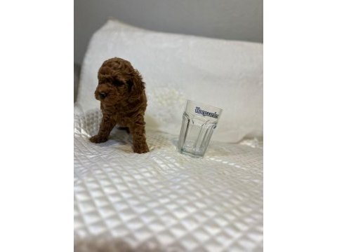 Orijinal toy poodle bebekler