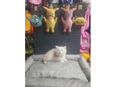 Üst kalite british shorthair erkek