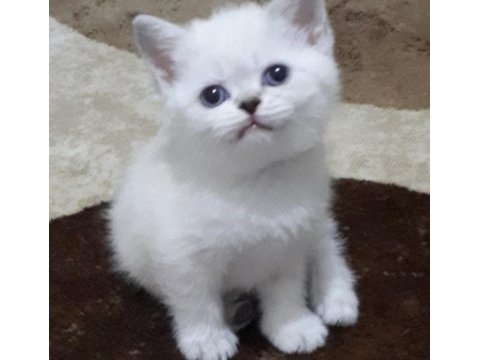 Pamuk şekerlerim british shorthair