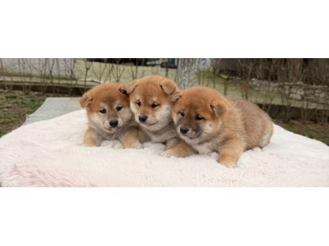 Petmode köpek çiftliğinden shiha_inu yavrularımız
