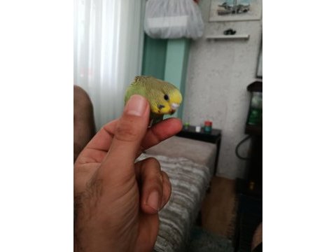 4 aylik ele alışmaya uygun yavru muhabbet kuşlar