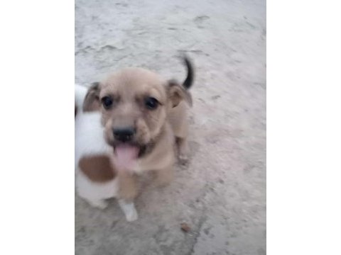 Jack russell × pekinez yavruları