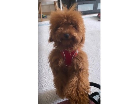 Poodle tatlı bıdık aresim