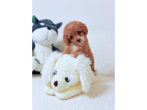 Orjinal 0 numara toy poodle yavrularımız