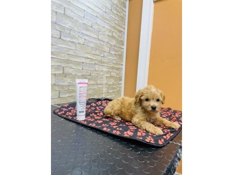 Orjinal mini boy maltipoo yavrular