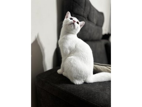 4 aylık british shorthair odd eye