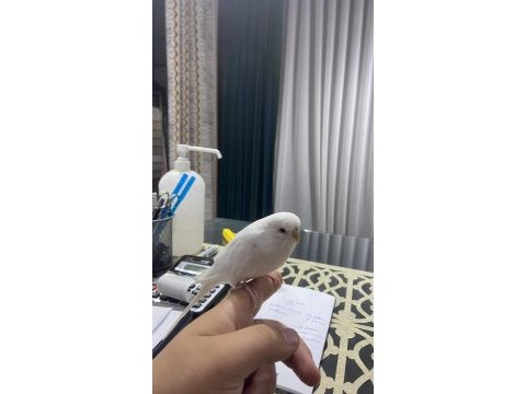 Konuşan ele kola gelen insan canlısı kuşumuz