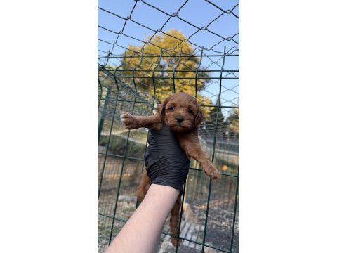 Red brown maltipoo yavrum