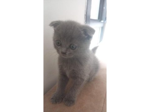 Scottish fold ve british yavrular