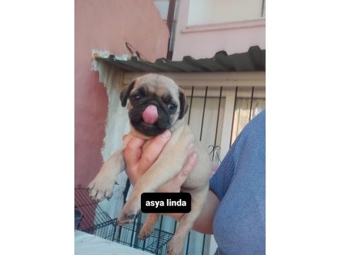 Pug mops bebekler