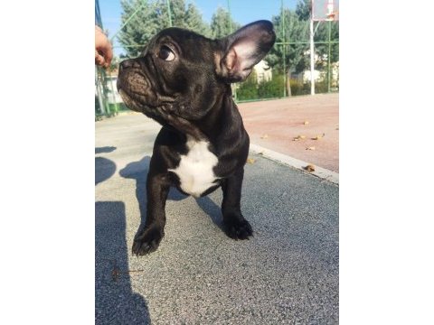 3 adet erkek french bulldog