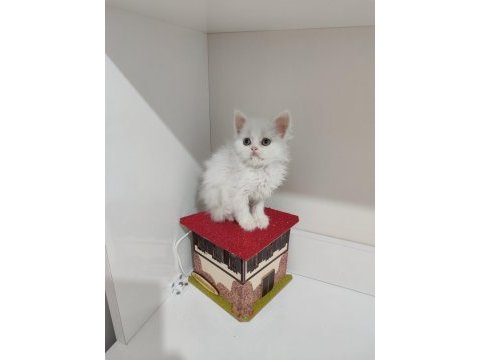 2 aylık dişi british longhair kedimi sahiplendiriyorum