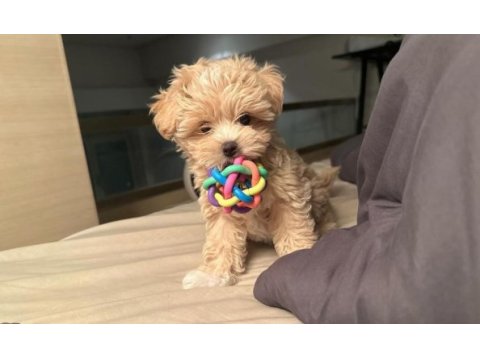 Kore maltipoo
