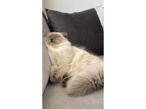 Blue point british longhair oğlumuza eş arıyoruz