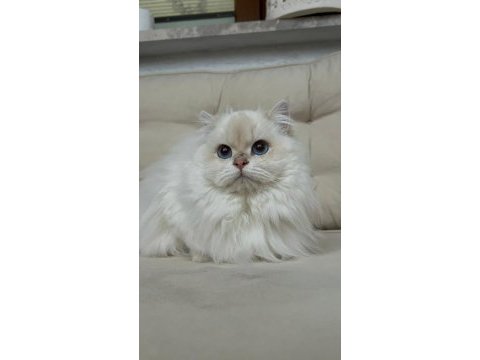 Bize danışmadan yavru kedi sahiplenmeyiniz