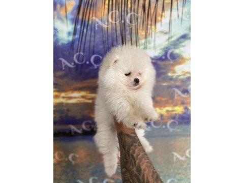 Pomeranian bebekler hazır