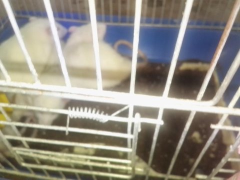 Rat yavruları