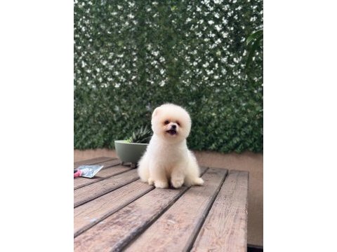 A kalite pomeranian boo