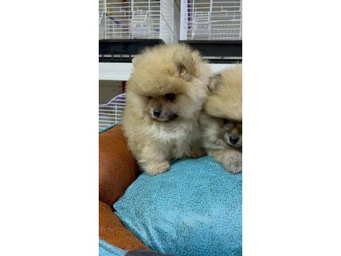 Safkan ırk garantili pomeranian boo