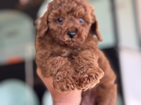 Petmode köpek çiftliğinde ziyarete açık toy poodle