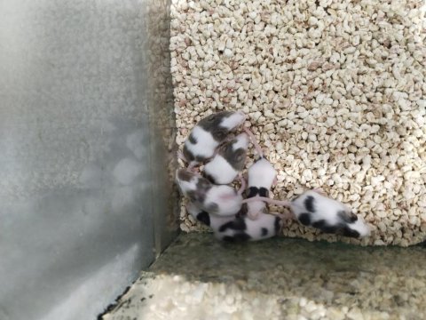 Panda mice