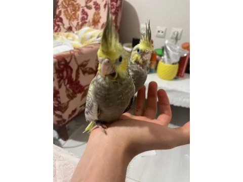 Ele omuza alışkın el beslemesi yapılmış takım sultan