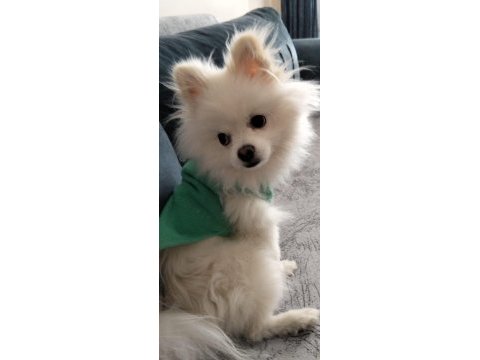 10 aylık erkek 2 buçuk kg pomeranian