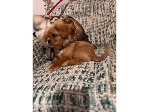 Yavrumuza yuva arıyoruz - maltipoo