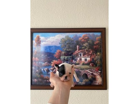 Safkan french bulldog yavrum 45 günlük
