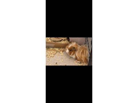 2 yaşında erkek sağlıklı guinea pig