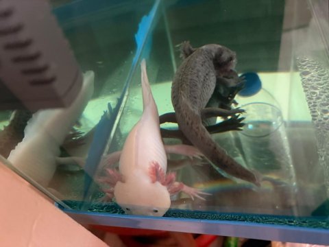 Ücretli axolotl