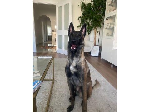 Malinois köpekleri sahiplendirme