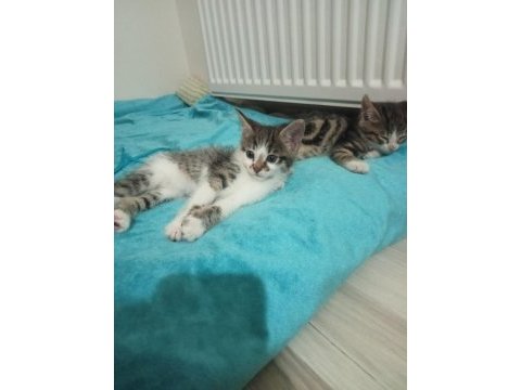 45 günlük tekir erkek kedi