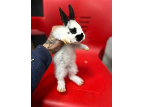 Mini mini tavşan yavruları