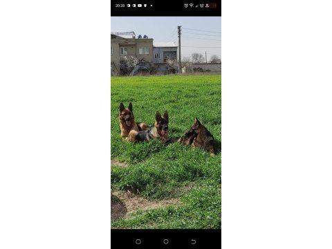 Az insan bol huzur 1 köpek çok keyif alman kurdu