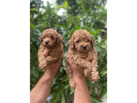 Toy poodle bebekler