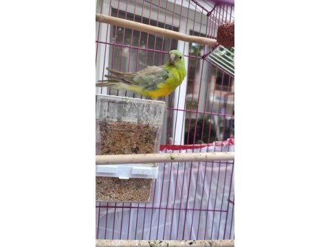 Şarkıcı pareket papağanı
