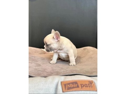 Üst düzey dişi erkek french bulldog