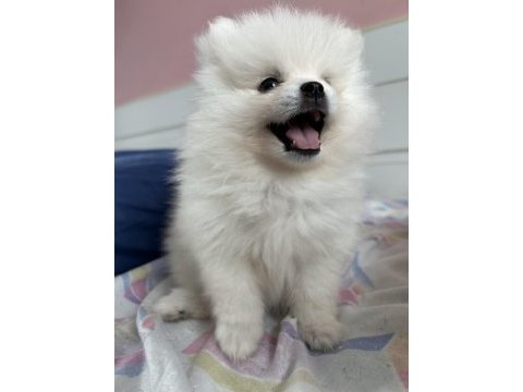Dişi pomeranian boo 2 aylık