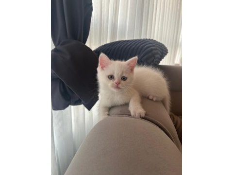 Maviş prenses kedimiz